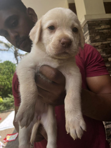 Dog for sale